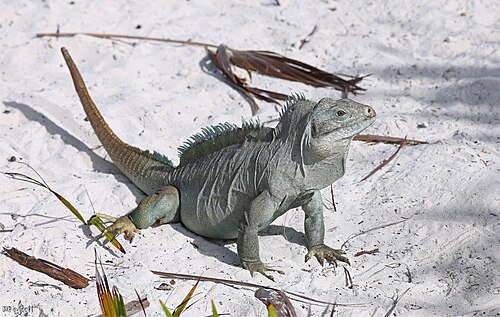 Bahamas Rock Iguana (Cyclura carinata) - Caudatejake - Own work
