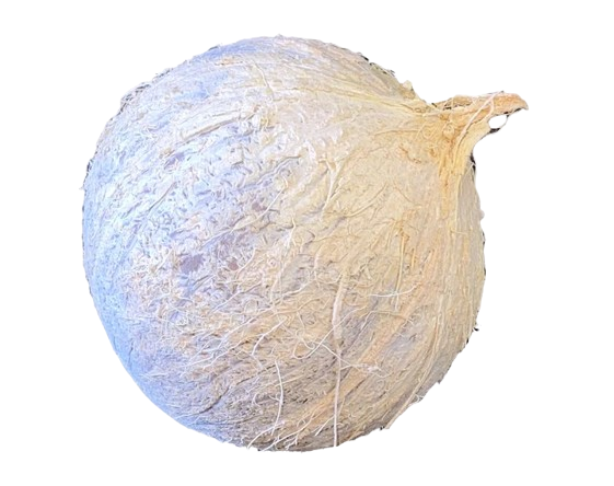 Coco de Yúcahu